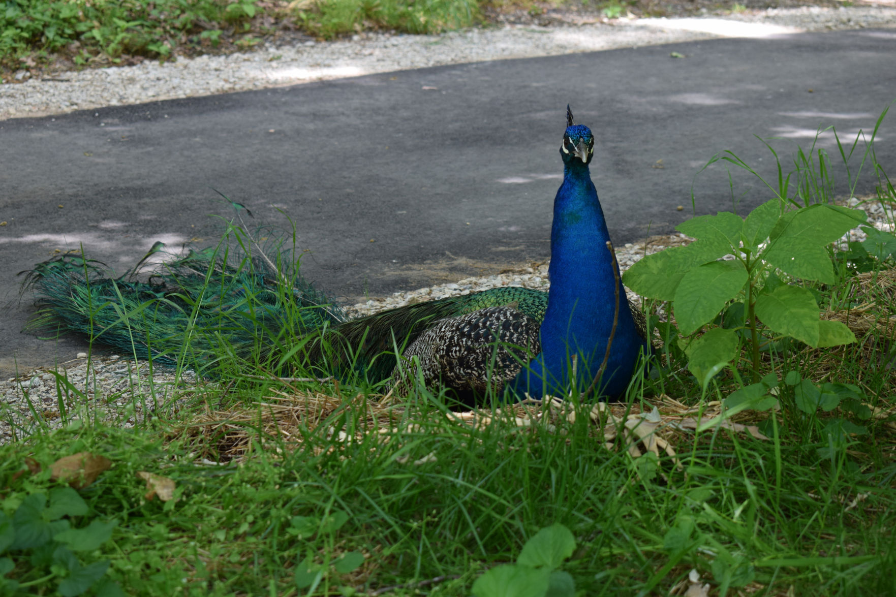 Wildlife Sanctuary Peacock.jpg